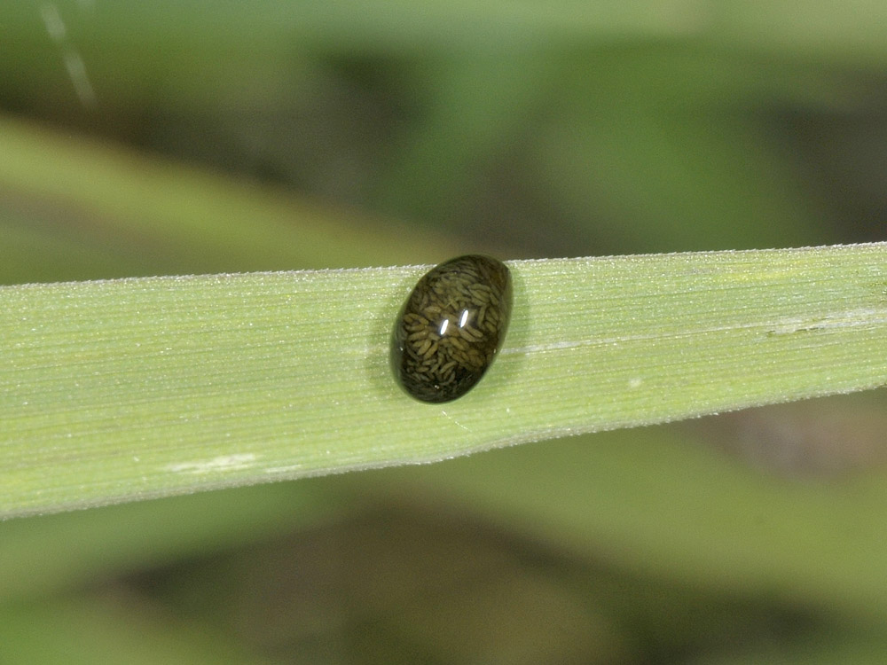 Strano esserino: larva di Oulema sp. (Chrysomelidae)